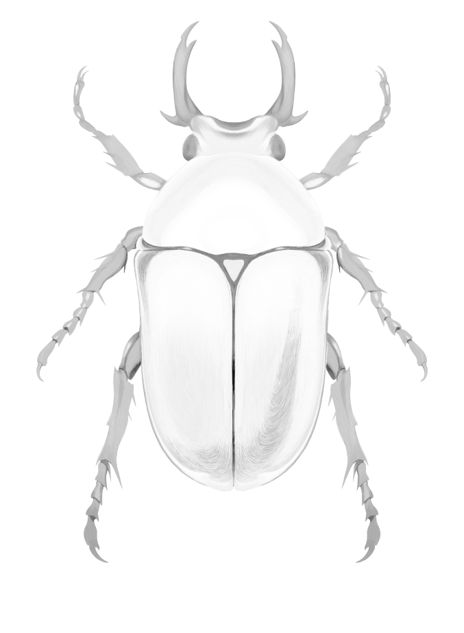 full beetle